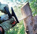Best Storm Damage Tree Cleanup  in Lavallette, NJ
