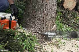 Best Tree Preservation Services  in Lavallette, NJ
