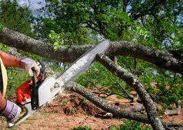 Trusted Lavallette, NJ Tree Removal Experts