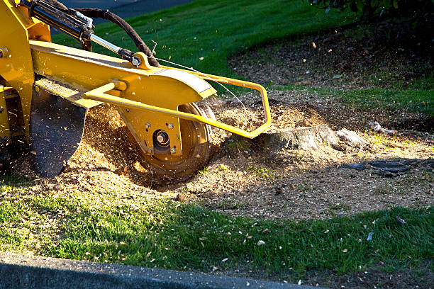 Best Firewood Processing and Delivery  in Lavallette, NJ