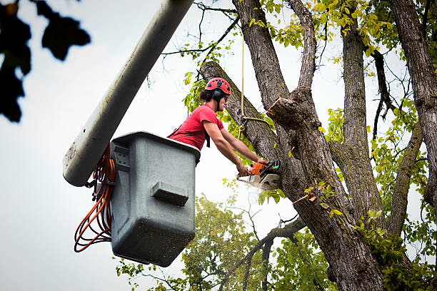 Best Tree Removal  in Lavallette, NJ