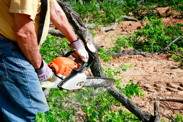 Best Tree Removal  in Lavallette, NJ